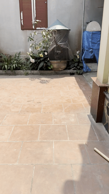 choè than. Mua bán Chim tại Huyện Thường Tín Hà Nội được đăng bởi Nguyễn văn toản  hình 1