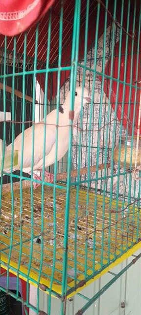 Chim cu thái trống sinh sản. Mua bán Chim tại Quận Gò Vấp Tp Hồ Chí Minh được đăng bởi Hiếu hình 1