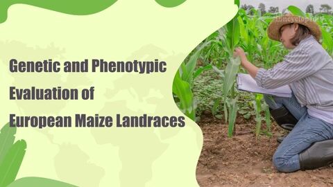 Encyclopedia-Genetic and Phenotypic Evaluation of European Maize Landraces