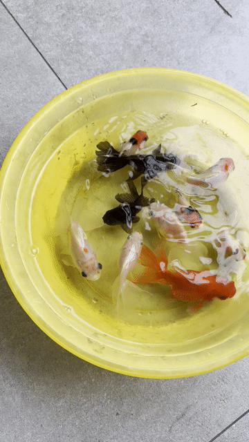 Oranda Thanh Lý 10bé/200k. Mua bán Thú cưng khác tại Quận 6 Tp Hồ Chí Minh được đăng bởi Bu  hình 1