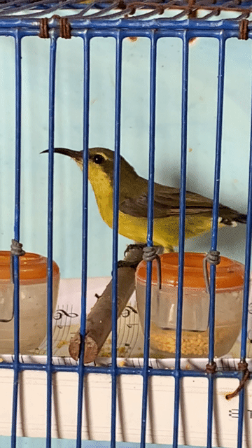 Chim đuôi xoè mái kích trống. Mua bán Chim tại Quận Tân Bình Tp Hồ Chí Minh được đăng bởi Minh Khôi hình 1