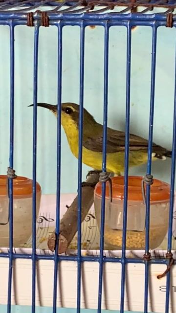 Chim đuôi xoè mái kích trống. Mua bán Chim tại Quận Tân Bình Tp Hồ Chí Minh được đăng bởi Minh Khôi hình 1