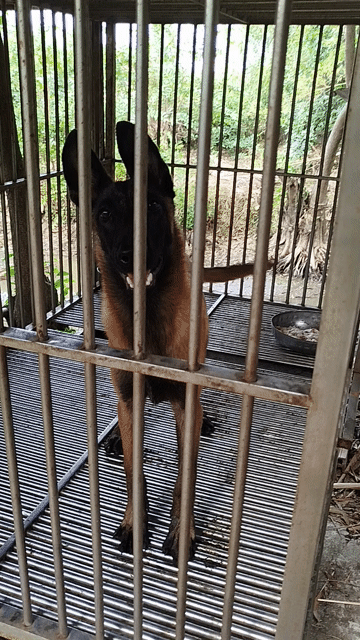 Chó Malinois size khủng . Mua bán Chó tại Huyện Bình Chánh Tp Hồ Chí Minh được đăng bởi Anh nông dân da đen hình 1