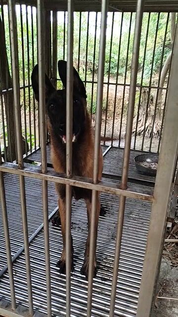 Chó Malinois size khủng . Mua bán Chó tại Huyện Bình Chánh Tp Hồ Chí Minh được đăng bởi Anh nông dân da đen hình 1