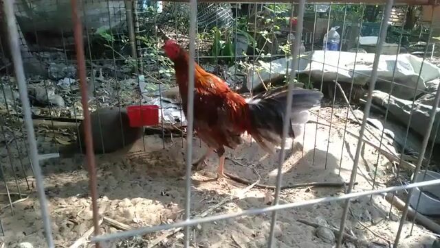 xám tơ  5th. Mua bán Gà tại Quận 8 Tp Hồ Chí Minh được đăng bởi Nguyễn hoàng phương hình 1