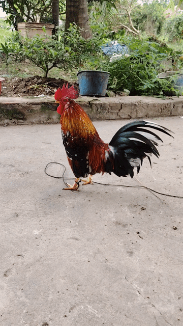 Gà tre Đực. Mua bán Gà tại Huyện Đông Sơn Thanh Hóa được đăng bởi Tuan lâm hình 1