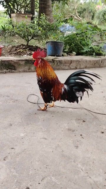 Gà tre Đực. Mua bán Gà tại Huyện Đông Sơn Thanh Hóa được đăng bởi Tuan lâm hình 1