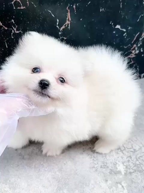 Chó Phốc Sóc cái 2 tháng đã tiêm. Mua bán Chó tại Quận Tân Phú Tp Hồ Chí Minh được đăng bởi Minh nguyễn  hình 1