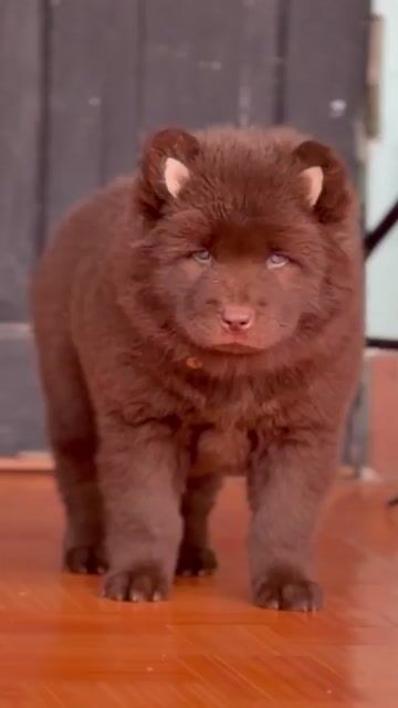 Chó Mông Cộc cái 3,5 tháng MẮT XANH BIẾC HIẾM. Mua bán Chó tại Thị xã Bến Cát Bình Dương được đăng bởi Thú Cưng Độc Đẹp Hiếm PND hình 1