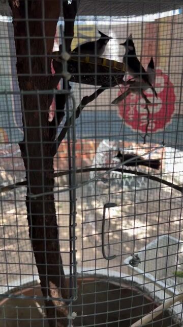 Chim chào mào cái hơn 1 năm. Mua bán Chim tại Huyện Hóc Môn Tp Hồ Chí Minh được đăng bởi Hiếu hình 1