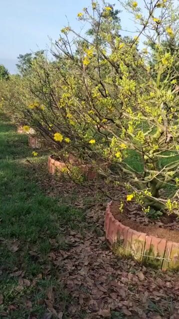 Mai vàng Bonsai 30-100cm. Mua bán Cây cảnh, đồ trang trí tại Huyện Cai Lậy Tiền Giang được đăng bởi A Khang hình 1