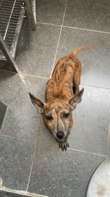 Chó Phú Quốc vện lửa. Mua bán Chó tại Quận 12 Tp Hồ Chí Minh được đăng bởi QB SHOP PETS hình 1