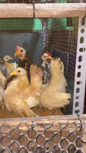 Gà Serama tơ nhiều màu. Mua bán Gà tại Huyện Bình Chánh Tp Hồ Chí Minh được đăng bởi serama Long An hình 1