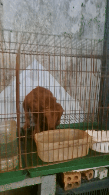Chó Poodle lai 4,5 tháng đã tiêm. Mua bán Chó tại Quận 12 Tp Hồ Chí Minh được đăng bởi chu thi thu ha hình 1