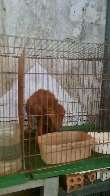 Chó Poodle lai 4,5 tháng đã tiêm. Mua bán Chó tại Quận 12 Tp Hồ Chí Minh được đăng bởi chu thi thu ha hình 1