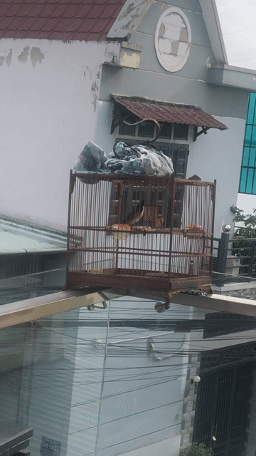 Chim chào mào giọng đanh. Mua bán Chim tại Thành phố Biên Hòa Đồng Nai được đăng bởi Khôi Nguyên Hoàng hình 1