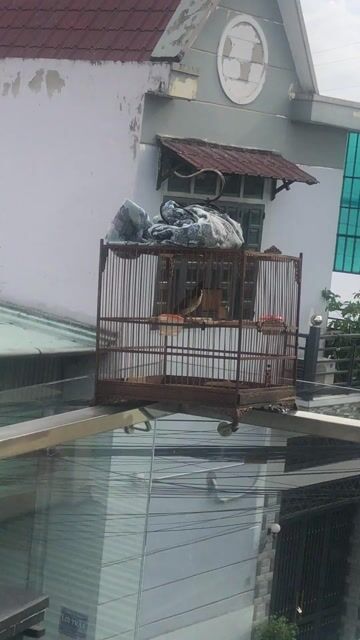 Chim chào mào giọng đanh. Mua bán Chim tại Thành phố Biên Hòa Đồng Nai được đăng bởi Khôi Nguyên Hoàng hình 1