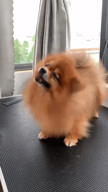 Chó Phốc Sóc cái nâu vàng. Mua bán Chó tại Quận 8 Tp Hồ Chí Minh được đăng bởi SHOP PET NẮNG BÌNH DƯƠNG  hình 1