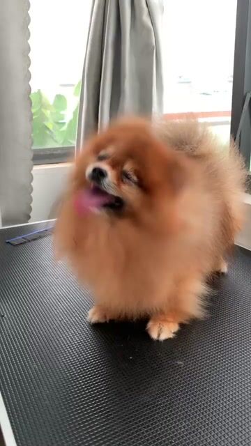 Chó Phốc Sóc cái nâu vàng. Mua bán Chó tại Quận 8 Tp Hồ Chí Minh được đăng bởi SHOP PET NẮNG BÌNH DƯƠNG  hình 1