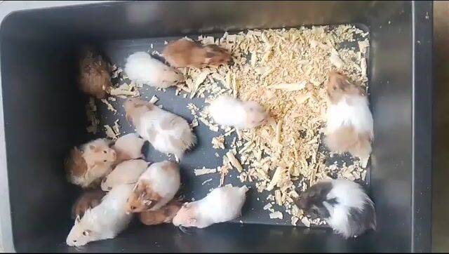 Chuột Hamster Trắng Nâu Đen Khỏe Mạnh. Mua bán Thú cưng khác tại Huyện Càng Long Trà Vinh được đăng bởi Vi Răs Thạch hình 1