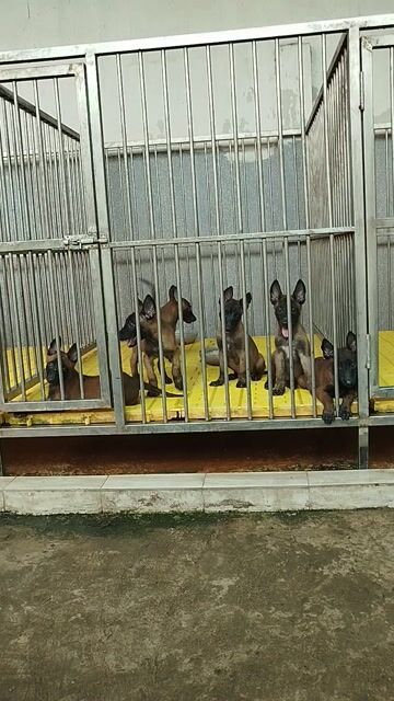 Chó Malinois con đã biết giữ nhà . Mua bán Chó tại Huyện Bình Chánh Tp Hồ Chí Minh được đăng bởi Anh nông dân da đen hình 1