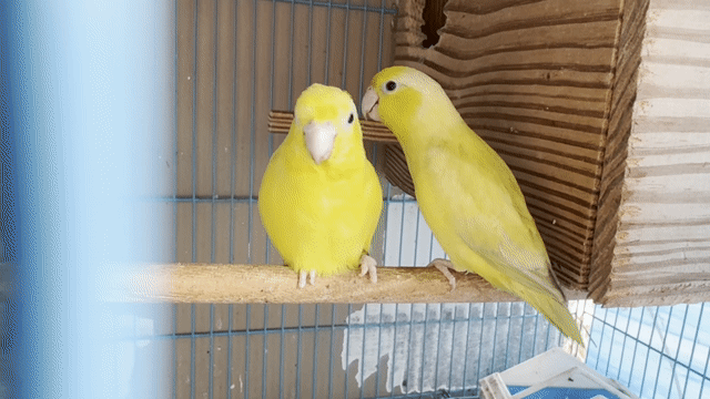 Chim Parrotlet Vàng Mái Khỏe mạnh. Mua bán Chim tại Quận 7 Tp Hồ Chí Minh được đăng bởi Đăng Minh hình 1