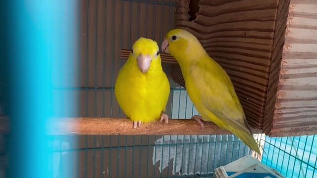 Chim Parrotlet Vàng Mái Khỏe mạnh. Mua bán Chim tại Quận 7 Tp Hồ Chí Minh được đăng bởi Đăng Minh hình 1