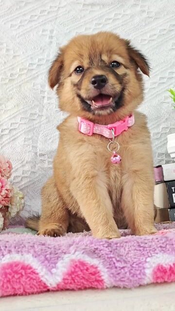 Gái Nhật lai vàng dễ thương lanh lợi🌞🌞. Mua bán Chó tại Huyện Hóc Môn Tp Hồ Chí Minh được đăng bởi Smile Pet hình 1