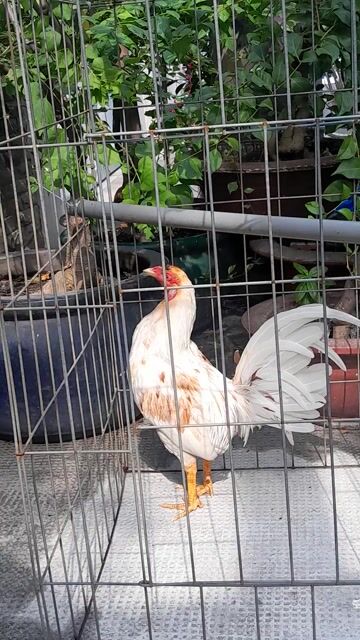 Gà chọi Trắng Nâu 1.2kg. Mua bán Gà tại Quận Tân Bình Tp Hồ Chí Minh được đăng bởi Nguyên phạm hình 1