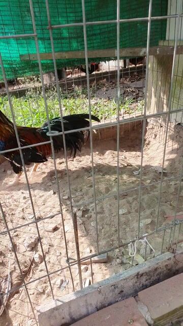 Gà trống nọc bông 4.2kg. Mua bán Gà tại Huyện Phụng Hiệp Hậu Giang được đăng bởi Vinh hình 1