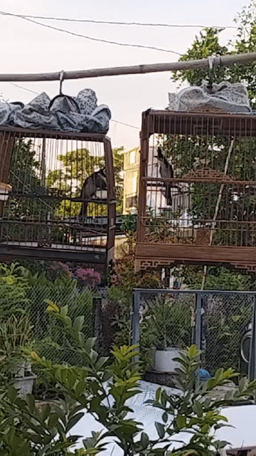 lồng thái bên trái. Mua bán Chim tại Quận Cẩm Lệ Đà Nẵng được đăng bởi vinh hoàng hình 1