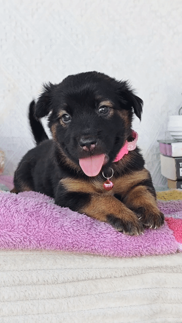 Gái Nhật lai mực ú nu đây ạ💖🥰❤️. Mua bán Chó tại Huyện Hóc Môn Tp Hồ Chí Minh được đăng bởi Smile Pet hình 1