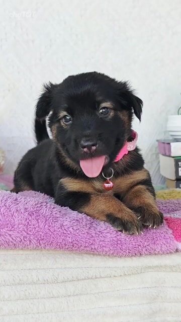 Gái Nhật lai mực ú nu đây ạ💖🥰❤️. Mua bán Chó tại Huyện Hóc Môn Tp Hồ Chí Minh được đăng bởi Smile Pet hình 1