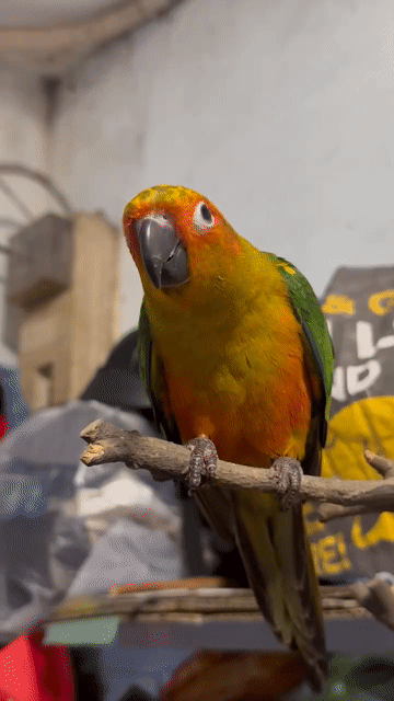 Vẹt Sun Conure trống. Mua bán Chim tại Thị xã Gò Công Tiền Giang được đăng bởi Huỳnh Phong hình 1