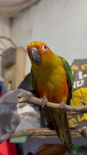 Vẹt Sun Conure trống. Mua bán Chim tại Thị xã Gò Công Tiền Giang được đăng bởi Huỳnh Phong hình 1