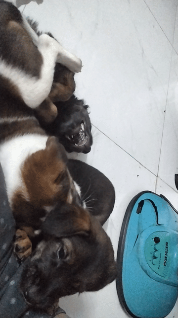 Chó Poodle con Đen, Nâu. Mua bán Chó tại Quận Bình Tân Tp Hồ Chí Minh được đăng bởi TrầnVỹ hình 1