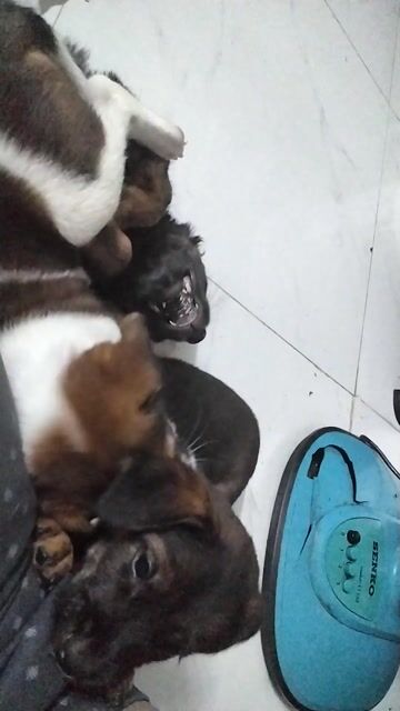 Chó Poodle con Đen, Nâu. Mua bán Chó tại Quận Bình Tân Tp Hồ Chí Minh được đăng bởi TrầnVỹ hình 1