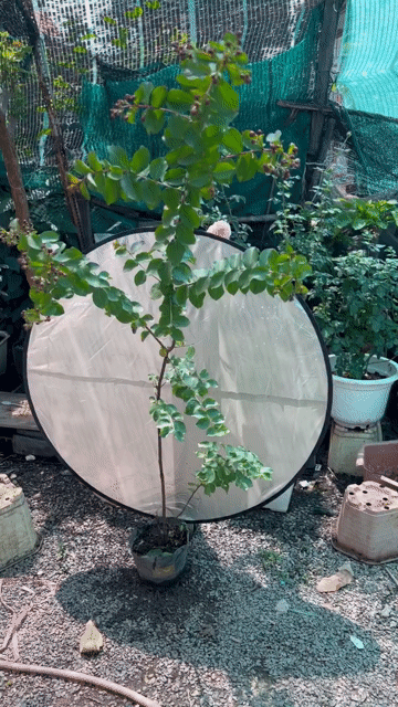 Cây cảnh Tường vi cánh mỏng. Mua bán Cây cảnh, đồ trang trí tại Huyện Hóc Môn Tp Hồ Chí Minh được đăng bởi Hoang My Gaden hình 1