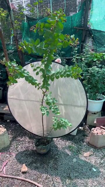 Cây cảnh Tường vi cánh mỏng. Mua bán Cây cảnh, đồ trang trí tại Huyện Hóc Môn Tp Hồ Chí Minh được đăng bởi Hoang My Gaden hình 1
