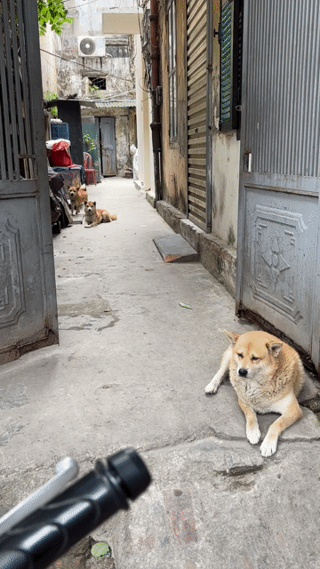 Chó Shiba Nhật 1 tuổi Đực,Cái. Mua bán Chó tại Quận Hai Bà Trưng Hà Nội được đăng bởi Tran Nga hình 1