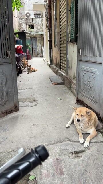 Chó Shiba Nhật 1 tuổi Đực,Cái. Mua bán Chó tại Quận Hai Bà Trưng Hà Nội được đăng bởi Tran Nga hình 1