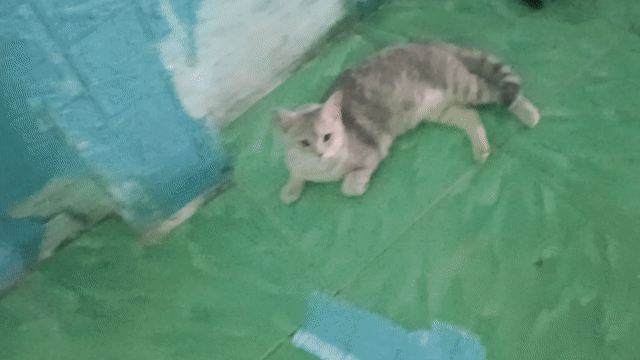 Mèo ALN cái màu Xám. Mua bán Mèo tại Thị xã Bến Cát Bình Dương được đăng bởi Trần hình 1