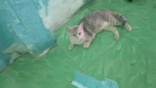 Mèo ALN cái màu Xám. Mua bán Mèo tại Thị xã Bến Cát Bình Dương được đăng bởi Trần hình 1