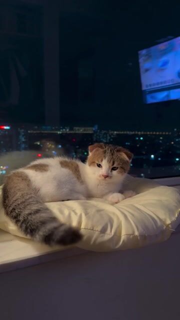 Tìm nhà mới cho bé mèo chân ngắn 3 tháng tuổi. Mua bán Mèo tại Quận Hai Bà Trưng Hà Nội được đăng bởi Thanh Vân hình 1