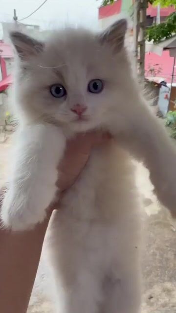 Mèo Ragdoll Trắng. Mua bán Mèo tại Huyện Bình Chánh Tp Hồ Chí Minh được đăng bởi Như Quỳnh hình 1
