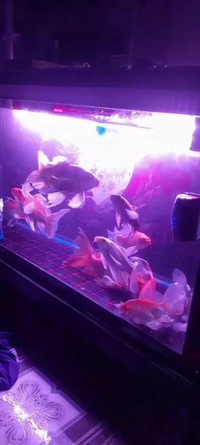 Cá chép phi tần Đỏ Trắng 10cm-30cm. Mua bán Thú cưng khác tại Quận Bình Thuỷ Cần Thơ được đăng bởi Bích Vy hình 1