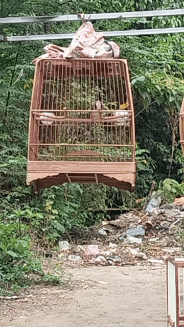 Chim chào mào Phước Sơn Đực. Mua bán Chim tại Quận Cẩm Lệ Đà Nẵng được đăng bởi Nhựt hình 1