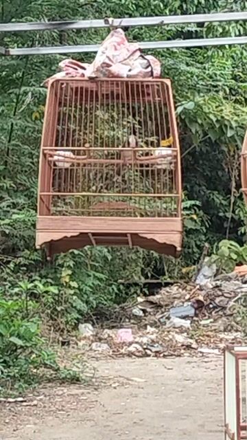 Chim chào mào Phước Sơn Đực. Mua bán Chim tại Quận Cẩm Lệ Đà Nẵng được đăng bởi Nhựt hình 1