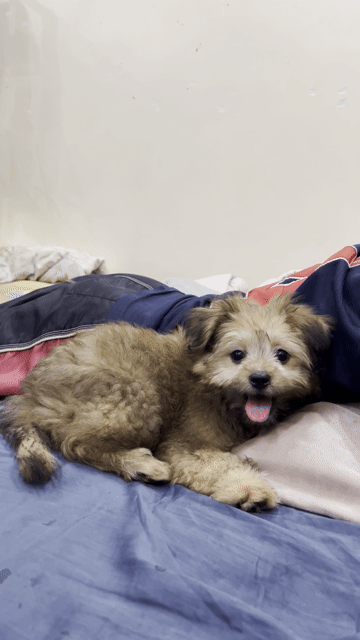 Chó Poodle đực 2 tháng tuổi. Mua bán Chó tại Huyện Thanh Trì Hà Nội được đăng bởi HUY VU hình 1