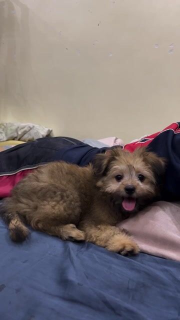 Chó Poodle đực 2 tháng tuổi. Mua bán Chó tại Huyện Thanh Trì Hà Nội được đăng bởi HUY VU hình 1